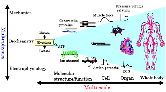 Multi-scale Multi-physics