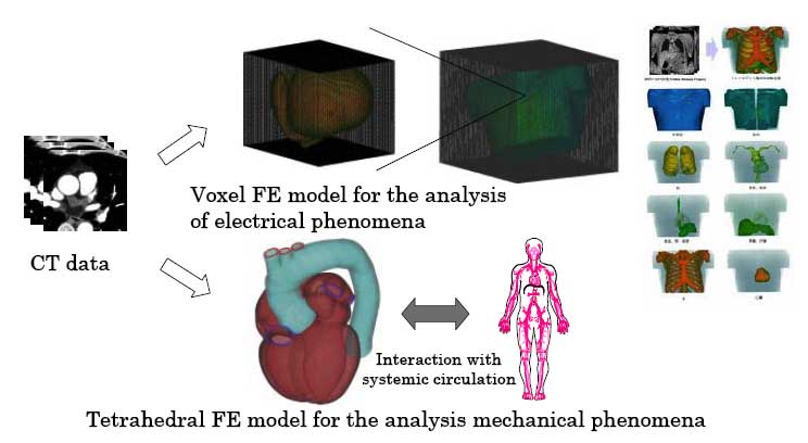 Outline of Heart Simulator