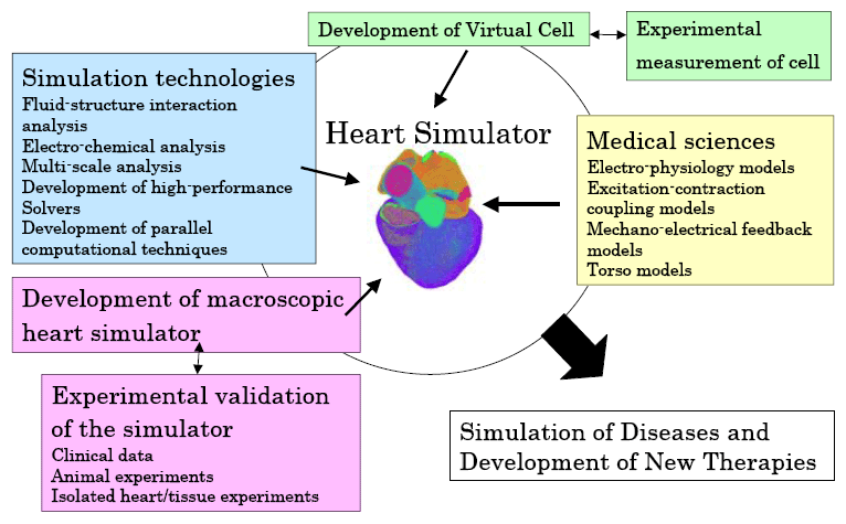 heart simulator